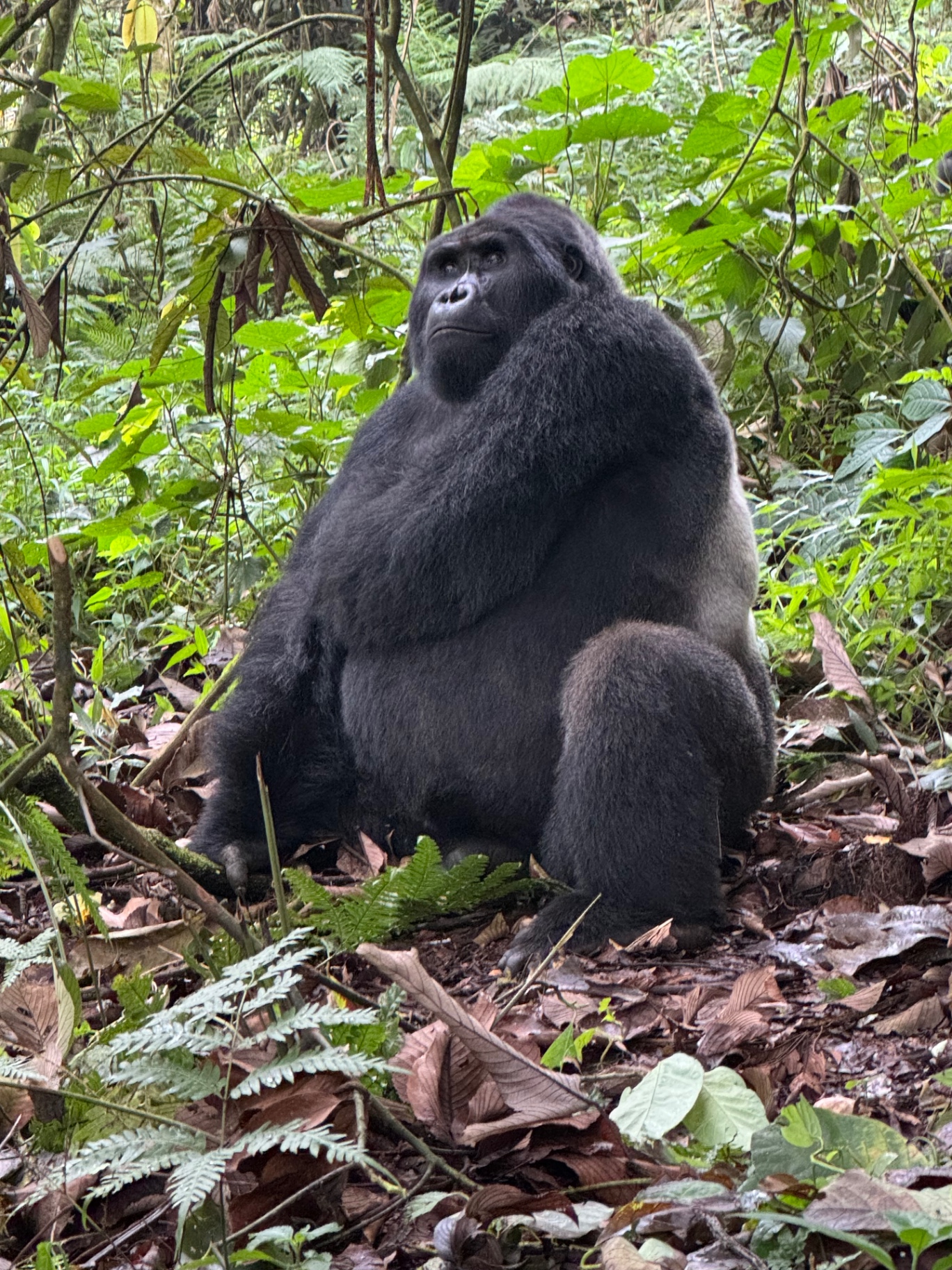 A silverback mountain gorilla sitting in the rainforest of Bwindi, Uganda