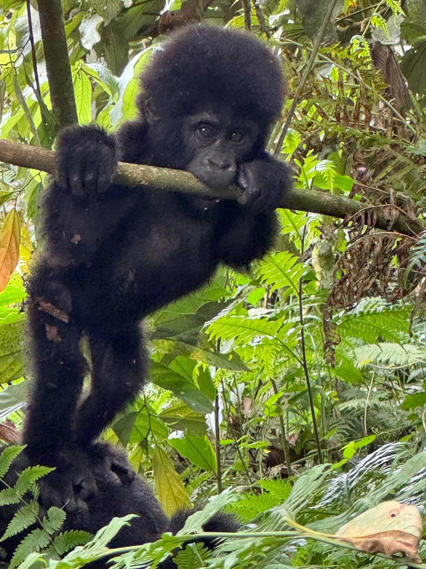 Baby mountain gorilla on a branch