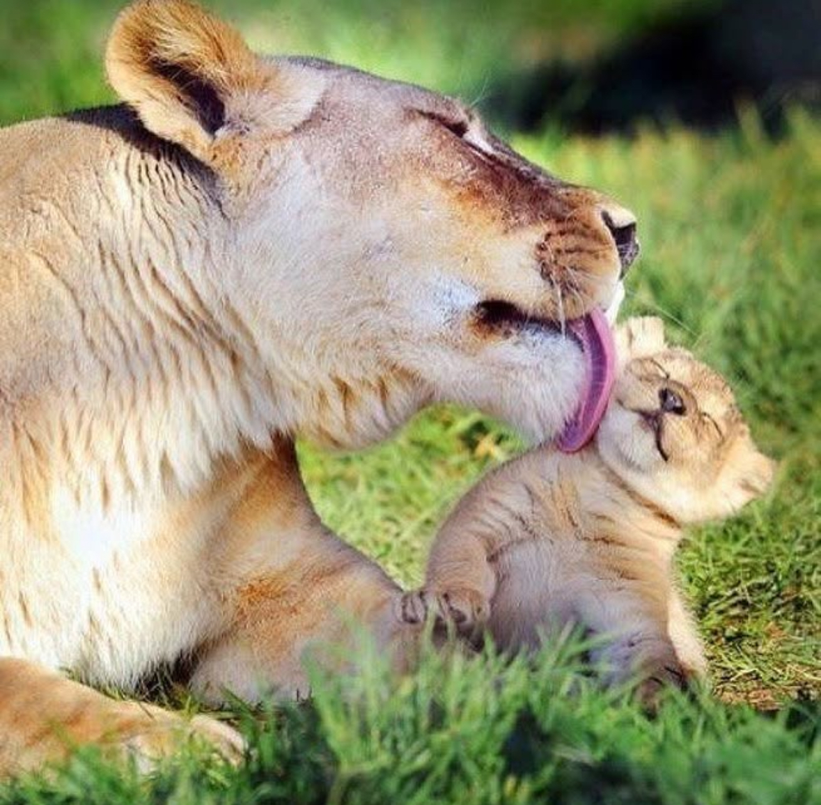 A lioness grooming her cub in the grass