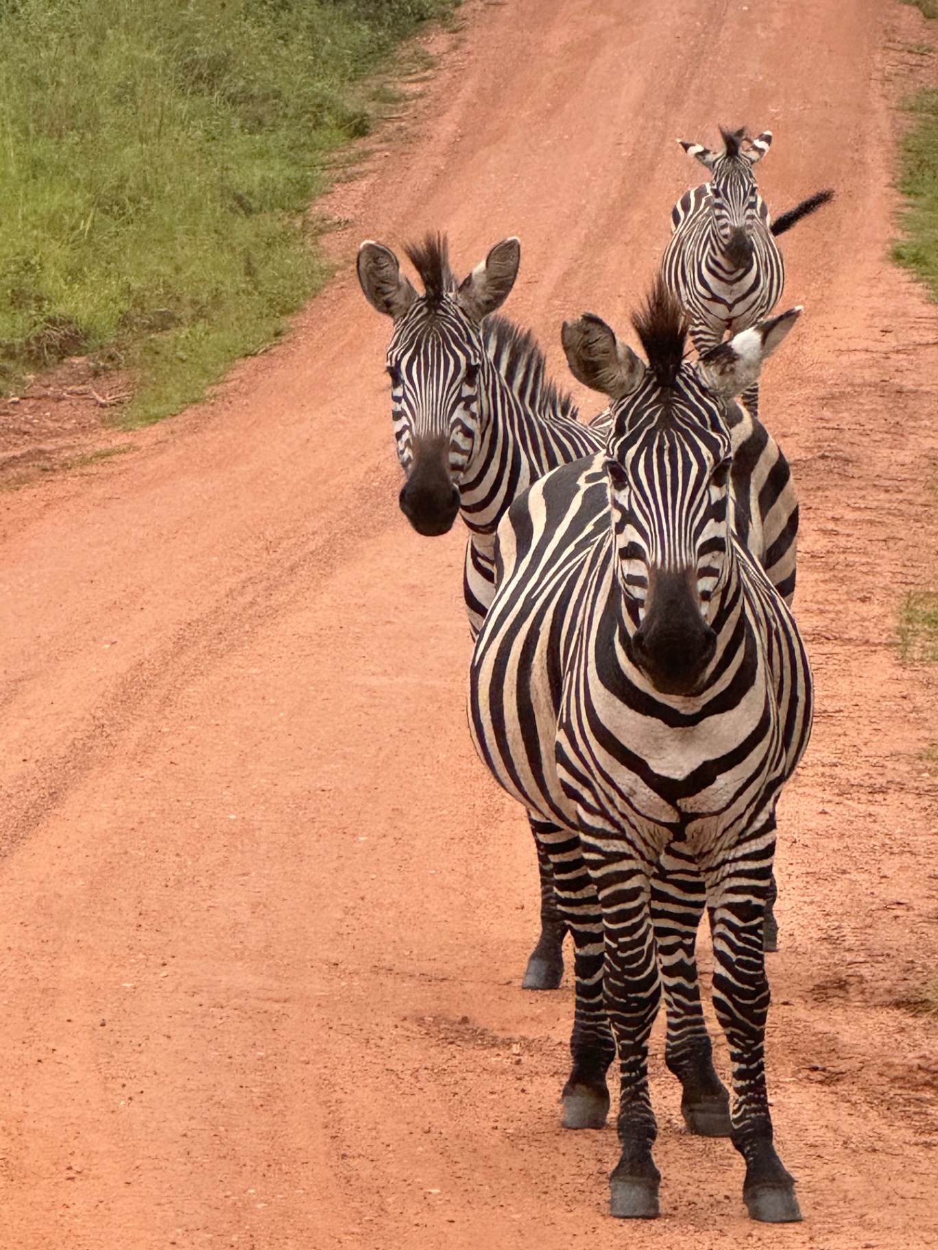 Three zebras walking down a red dirt road on the savanna